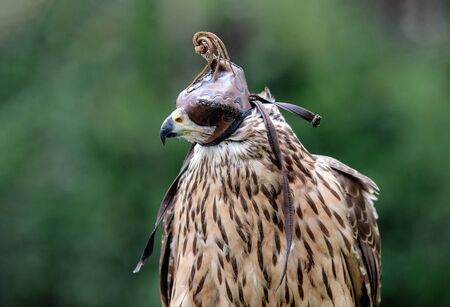 The art of falconry. Azor with a maskの写真素材