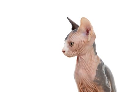 Slim cat without hair "sphinx cat" isolated on a white backgroundの写真素材