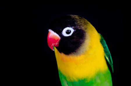Beautiful lovebird on a branch isolated on a black backgroundの写真素材
