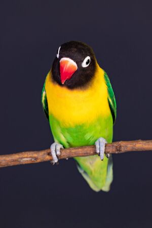 Beautiful lovebird on a branch isolated on a black backgroundの写真素材