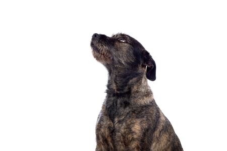 Brown dog isolated on a white backgroundの写真素材