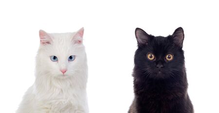 Black and white Persian cats with brown and blue eyes isolated on white backgroundの写真素材