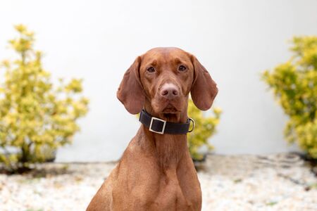 Hungarian shorthaired dog in the gardenの写真素材