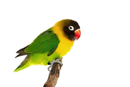 Beautiful lovebird on a branch isolated on a white backgroundの写真素材