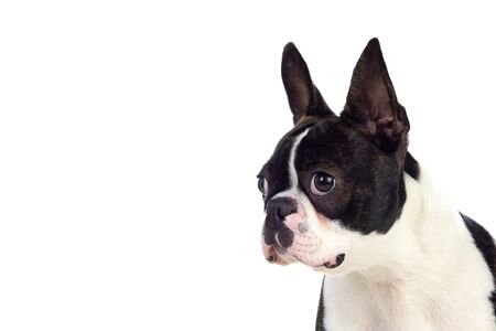 Portrait in Studio of a cute boston terrier isolated on a white backgroundの写真素材