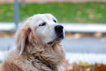 Beautigul Yellow Golden Labrador in a parkの写真素材
