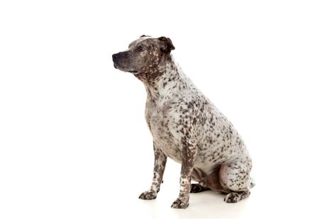 Brown dog isolated on a white background