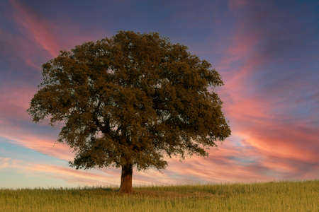 Big holm oak in the meadow during a beautiful sunset