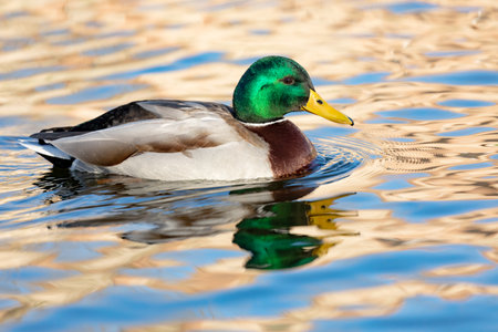 Beautiful duck swimming in a riverの写真素材