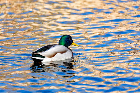 Beautiful duck swimming in a riverの写真素材