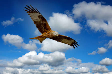 Beautiful eagle flying over a blue skyの写真素材