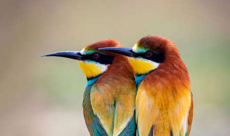 Two beautiful bee-eaters with amazing colors in love