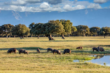 Pigs eating in the field during autumnの写真素材
