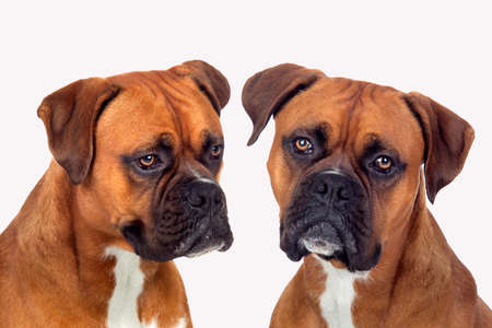 Portrait of two boxer dogs isolated on a white backgroundの写真素材