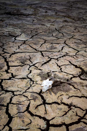 Consequences of the drought. Cracked ground with a cattle skullの写真素材