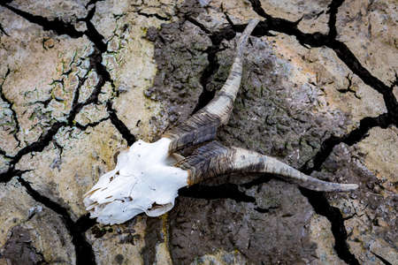 Consequences of the drought. Cracked ground with a cattle skullの写真素材
