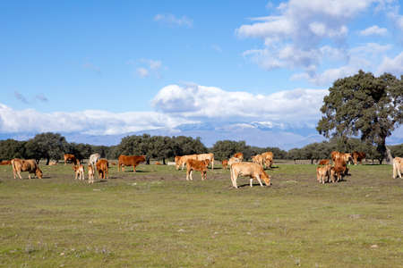 Brown cows in the countryside during a cloudy dayの写真素材