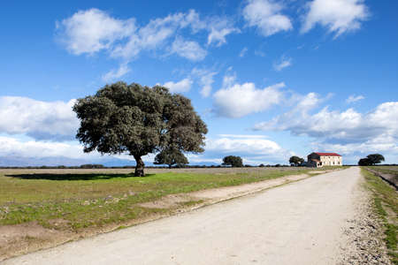 Lonely path on the middle of the countryside below a beautiful skyの写真素材