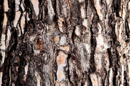 Embossed texture of a trunk close up isolated on a white backgroundの写真素材