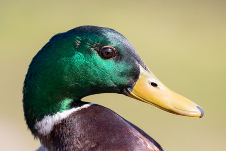 Closeup portrait of a duck in a farm