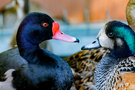Closeup portrait of a duck in a farmの写真素材