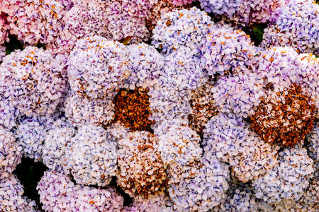 Flowers growing in garden, closeup. Beautiful natural Wallpaper of Flowering bush with hydrangea