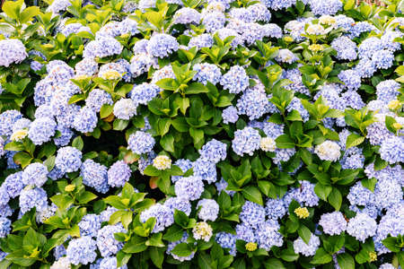 Flowers growing in garden, closeup. Beautiful natural Wallpaper of Flowering bush with hydrangea