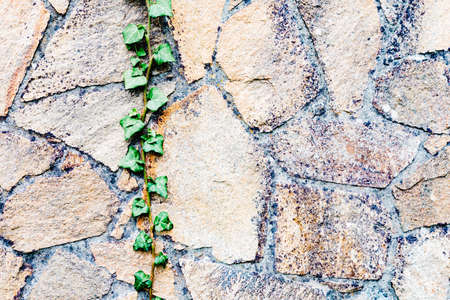 Gray brick wall with many plants around
