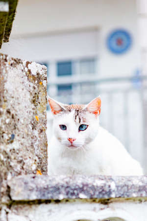 White wild cat sitting on a wallの写真素材