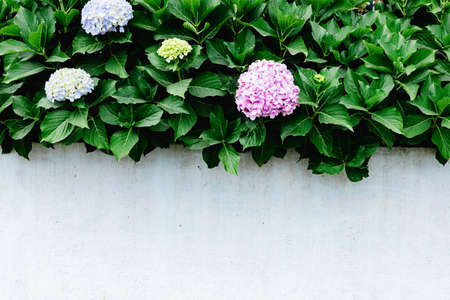 Natural green plants over a stone wall exterior