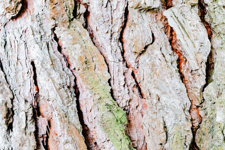Embossed texture of the bark of oak. Panoramic photo of the oak texture.
