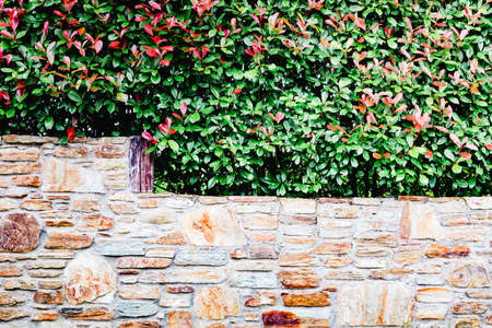 Natural green plants over a stone wall exterior