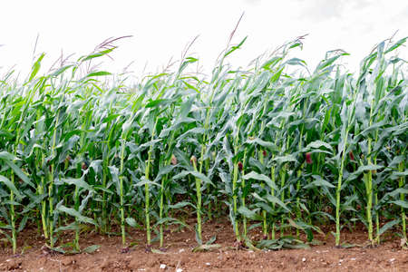 Corn plantation growing fast and healthy. Green foliage, cobs developing. Farming scene.