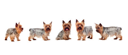 Five Yorkshire Terrier dogs isolated on a white backgroundの写真素材