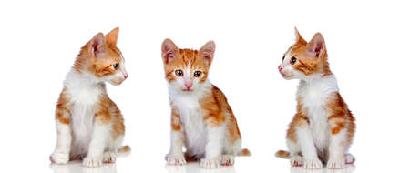Orange, striped, little kittens isolated on white background.の写真素材