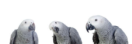 Three gray parrots isolated on a white background