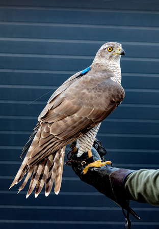 Birds of prey - Young northern goshawk (Accipiter gentilis). Wildlife scenery.