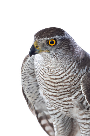 Birds of prey - Young northern goshawk (Accipiter gentilis). Wildlife scenery.の写真素材