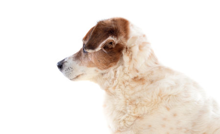 White and brown chubby dog isolated on a white background