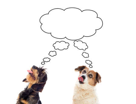 Pensive dogs isolated on a white background