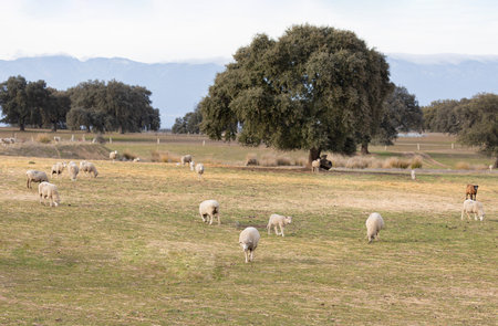 Wild sheeps in the landscape. A flock of sheep.の写真素材