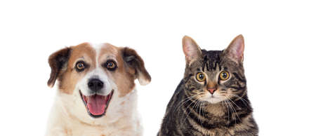 Cat and dog looking in the camera on a white background
