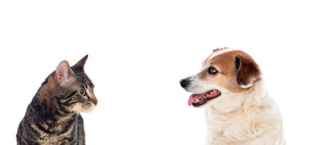 Cat and dog looking in the camera on a white background