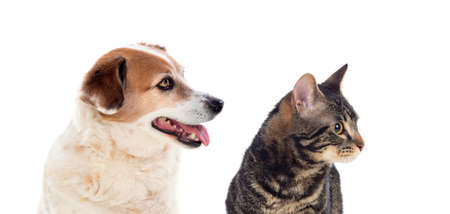 Cat and dog looking in the camera on a white backgroundの写真素材