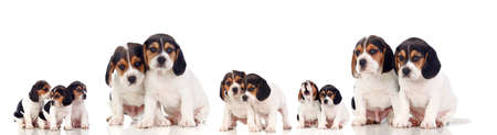Many beagle puppies isolated on a white backgroundの写真素材