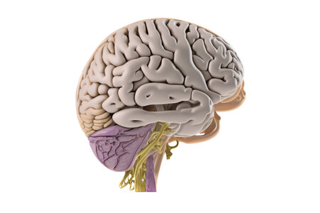 Model of human brain on white background. Profile view. Intelligence concept. Generative AI
