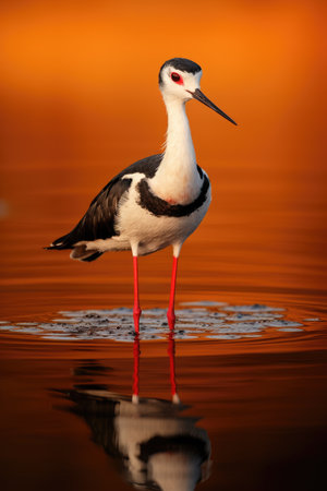 Serene Stilt Bird at Sunset: A Beautiful Reflection on Calm Waters by Generative AIの素材
