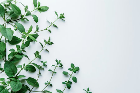 Serene Botanical Elegance: Fresh Green Leaves on White by Generative AIの素材