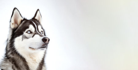 Side profile of a Siberian Husky dog with blue eyes and thick fur looking alert against a clean white background by Generative AIの素材
