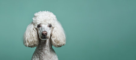 White poodle dog with fluffy curly coat and big eyes facing forward against teal background in studio lighting by Generative AIの素材